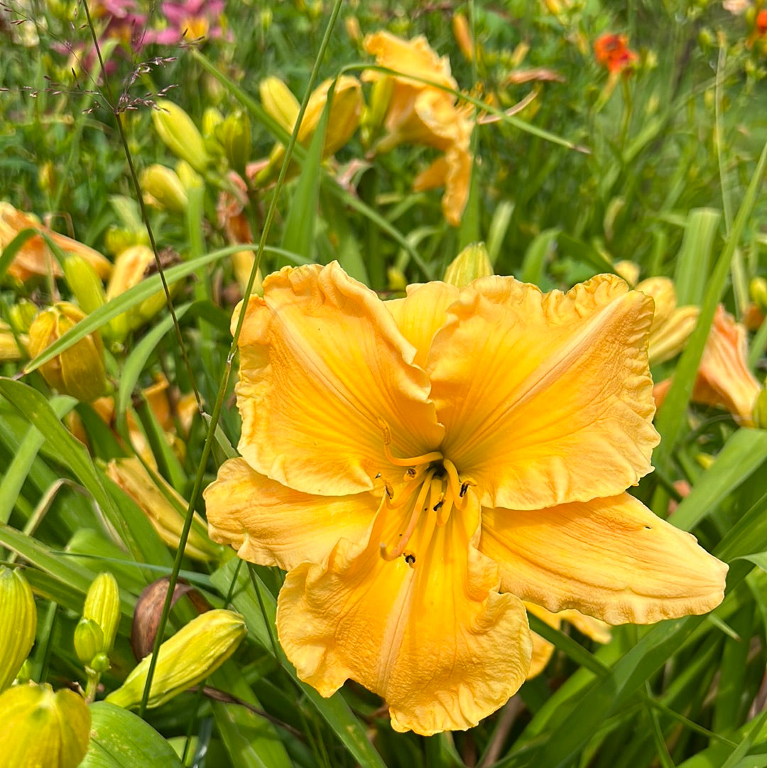 Golden glory, perennial Daylily