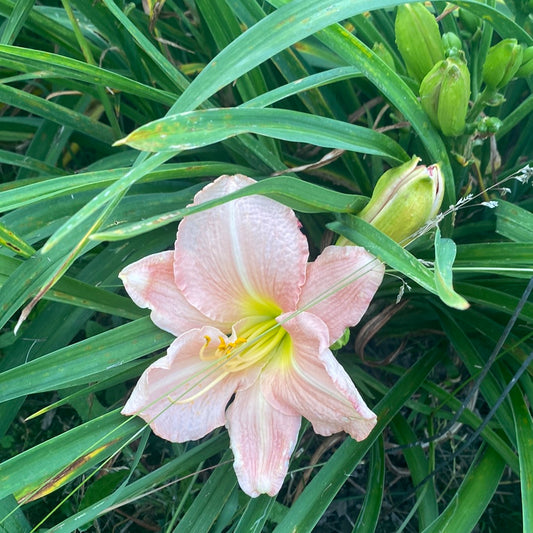 Pink Monday, perennial Daylily