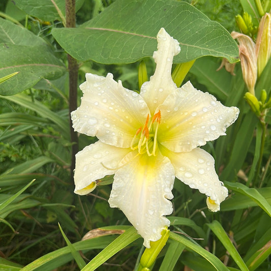 Dancing on ice, perennial Daylily