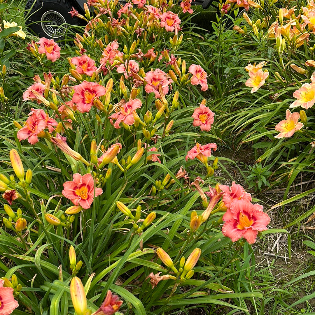 Redberry jam, perennial Daylily