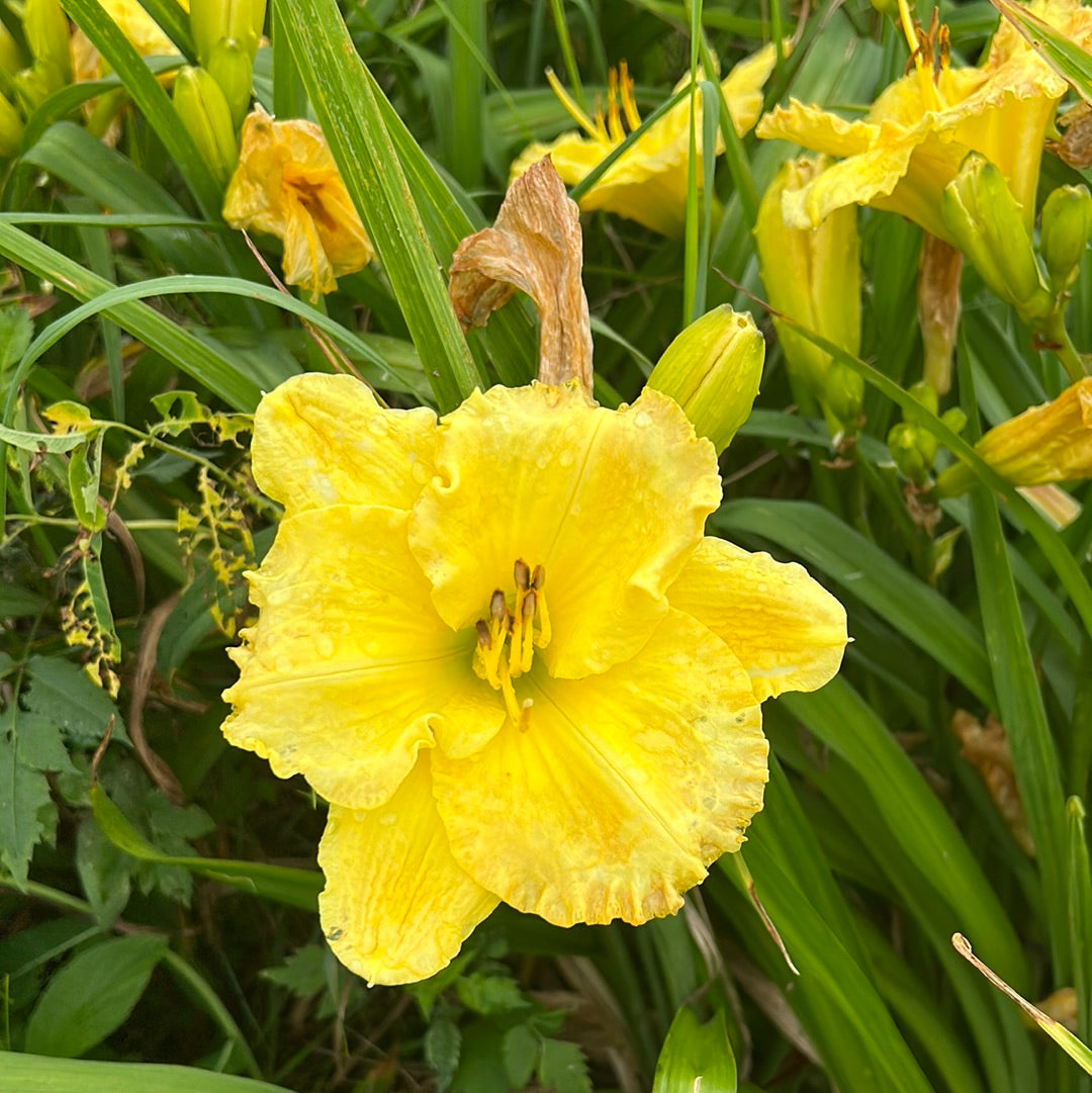 Smuggler’s  Gold, perennial Daylily