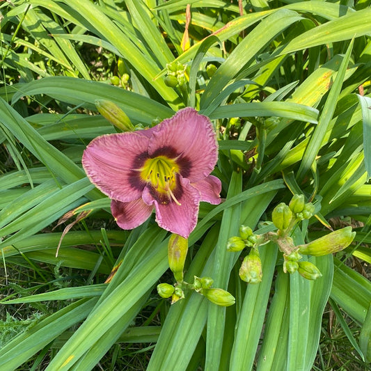 Always Afternoon, perennial Daylily