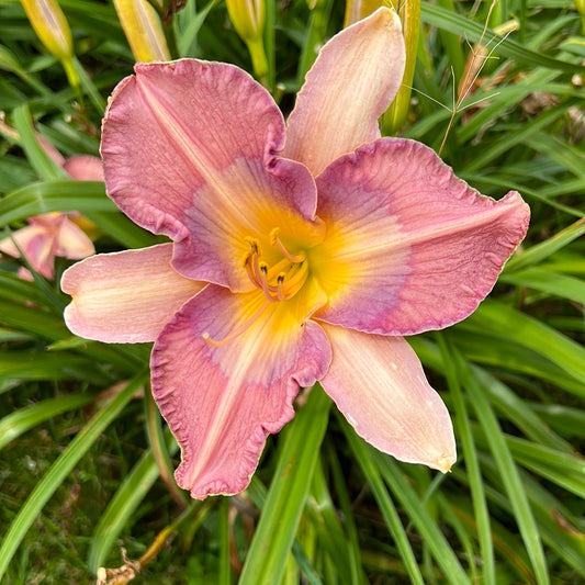 Blue dude, perennial Daylily