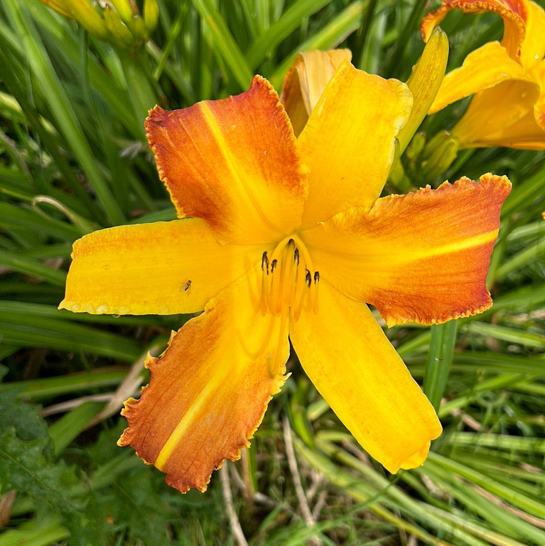 Startling creation, perennial Daylily