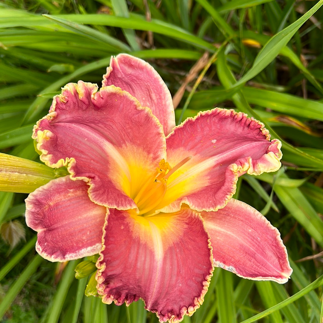 Maxfield Parrish Daylily Perennial Plant