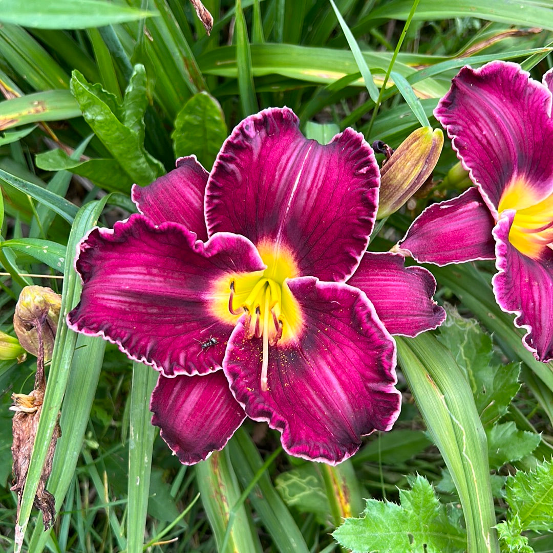 Moldovan purple, seedling, perennial Daylily