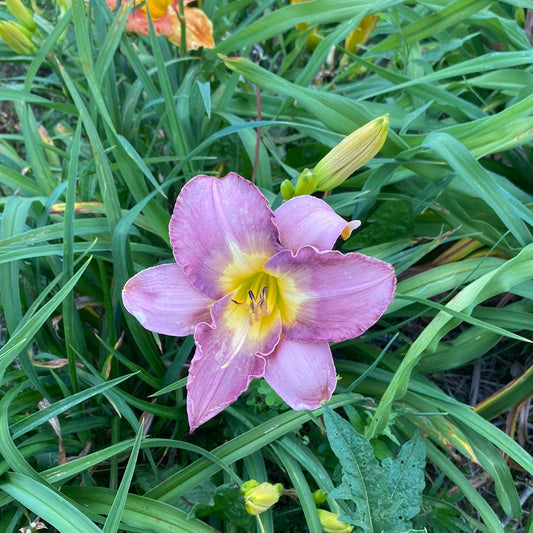 Crintonic Shadowlands, perennial Daylily