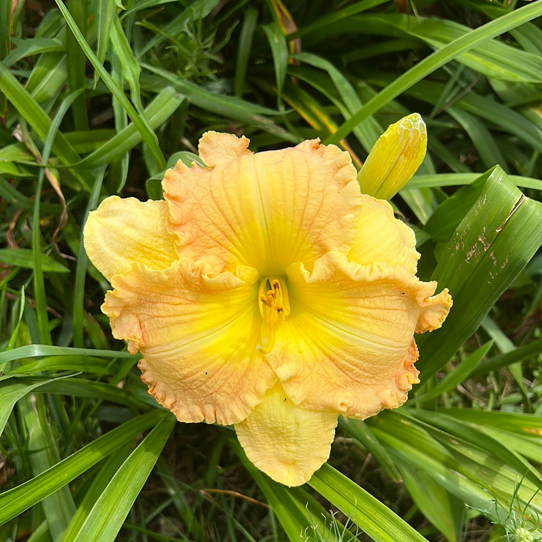 Cinnamon Bay, perennial Daylily