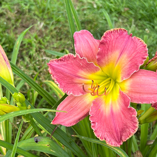 Waterfall rainbow, perennial Daylily