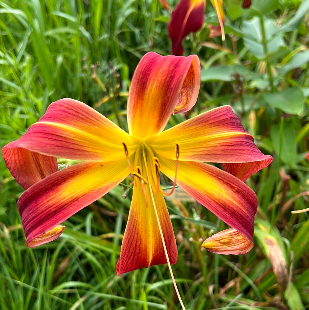 Droopy drawers, perennial Daylily