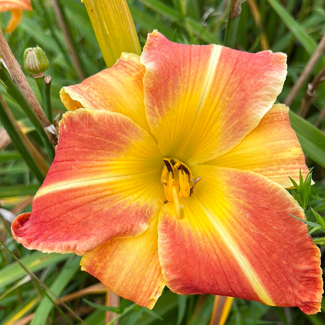 Eminent domain, perennial Daylily