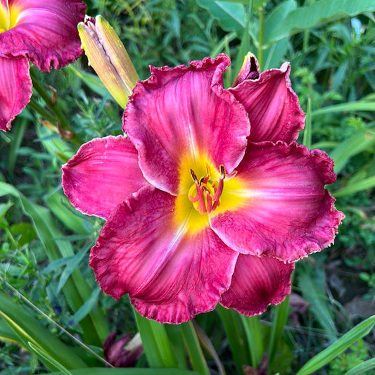 Depths of my heart, perennial Daylily