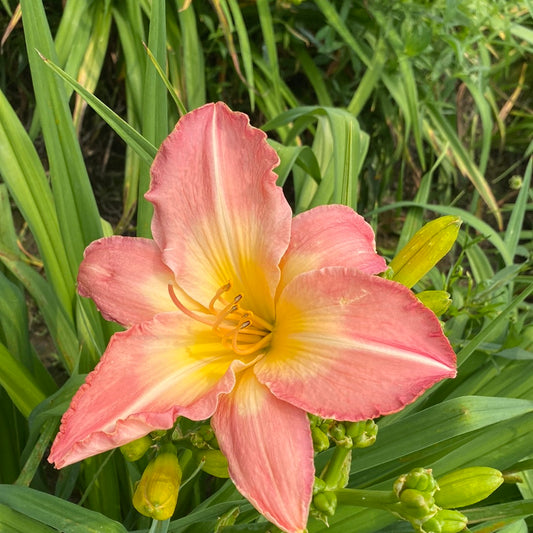 Bird bath pink, perennial Daylily