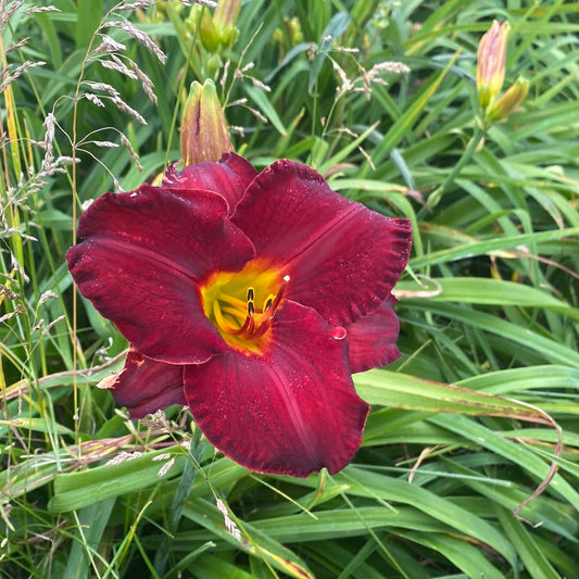 Jungle siren, perennial Daylily