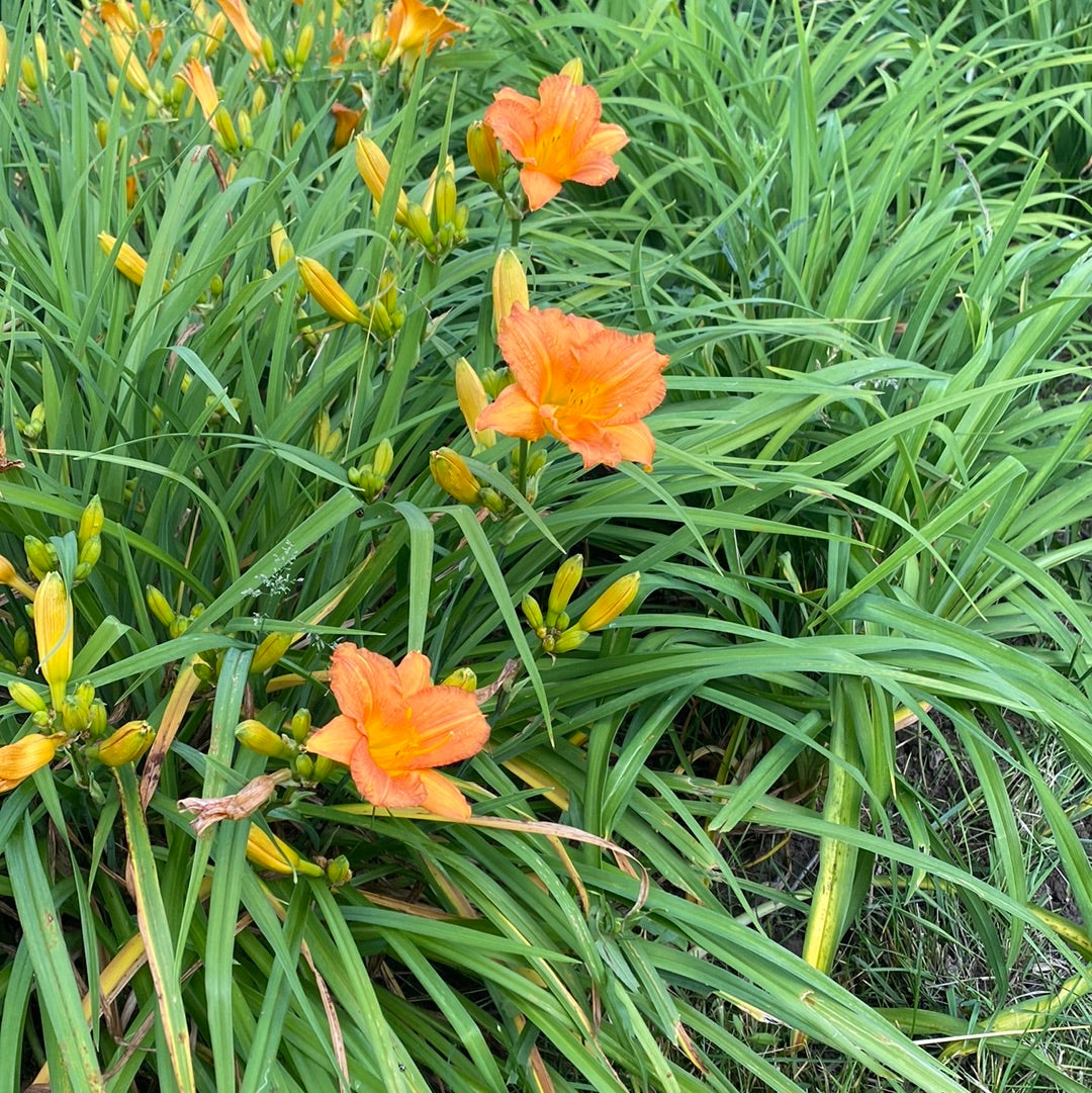 Watchamacallit Perennial Daylily