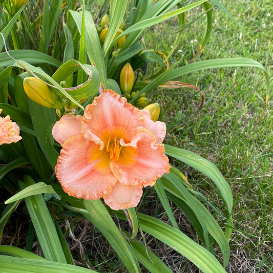 Ethel Buccola, perennial Daylily