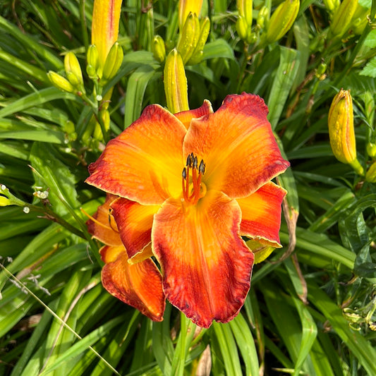 Matchless fire, perennial Daylily