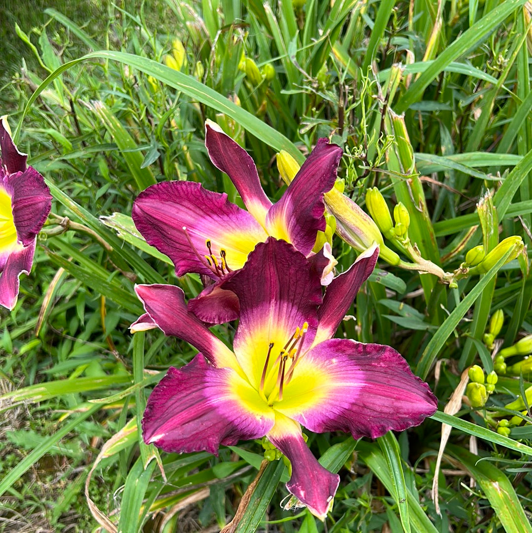 Raptor, perennial Daylily