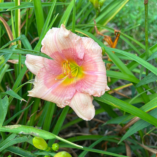 Janice Brown, perennial Daylily