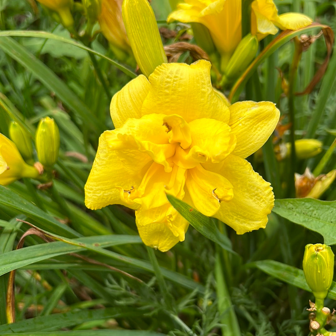 Fuzz bunny, perennial Daylily