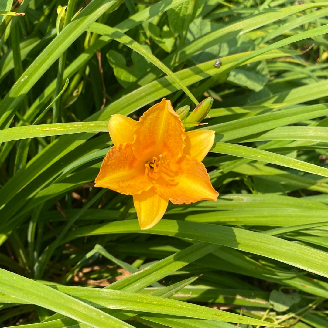 Tiny Grit Daylily Perennial Plant