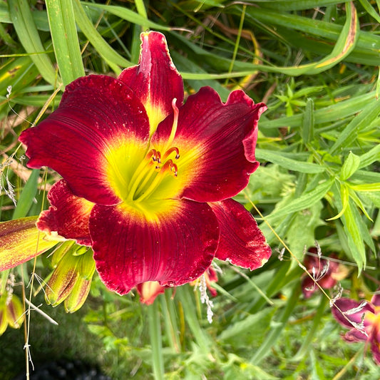 Forsyth Yuletide, perennial Daylily