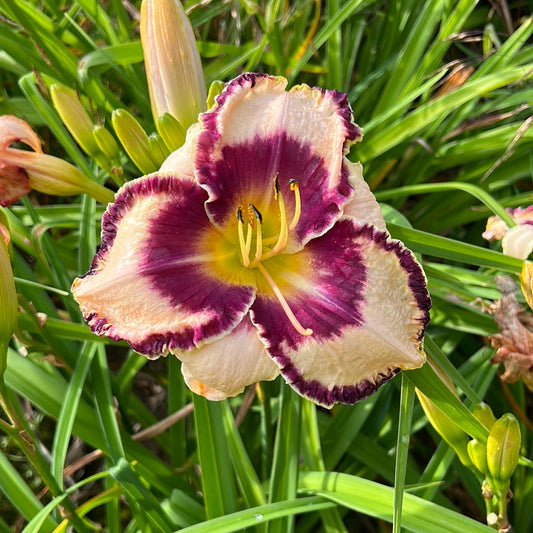 Sam Abell, perennial Daylily