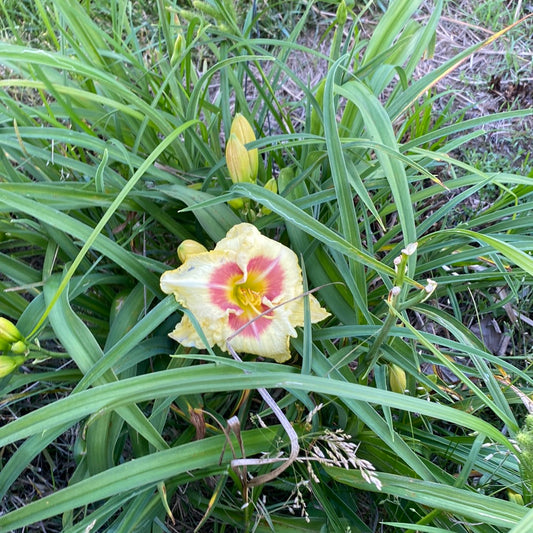 Monterey Jack, perennial Daylily