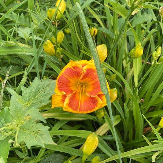 Brookwood Lee Causey, perennial Daylily