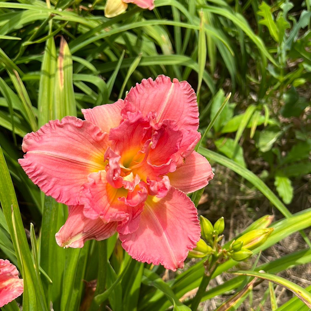 Siloam Olin Frazier, perennial Daylily