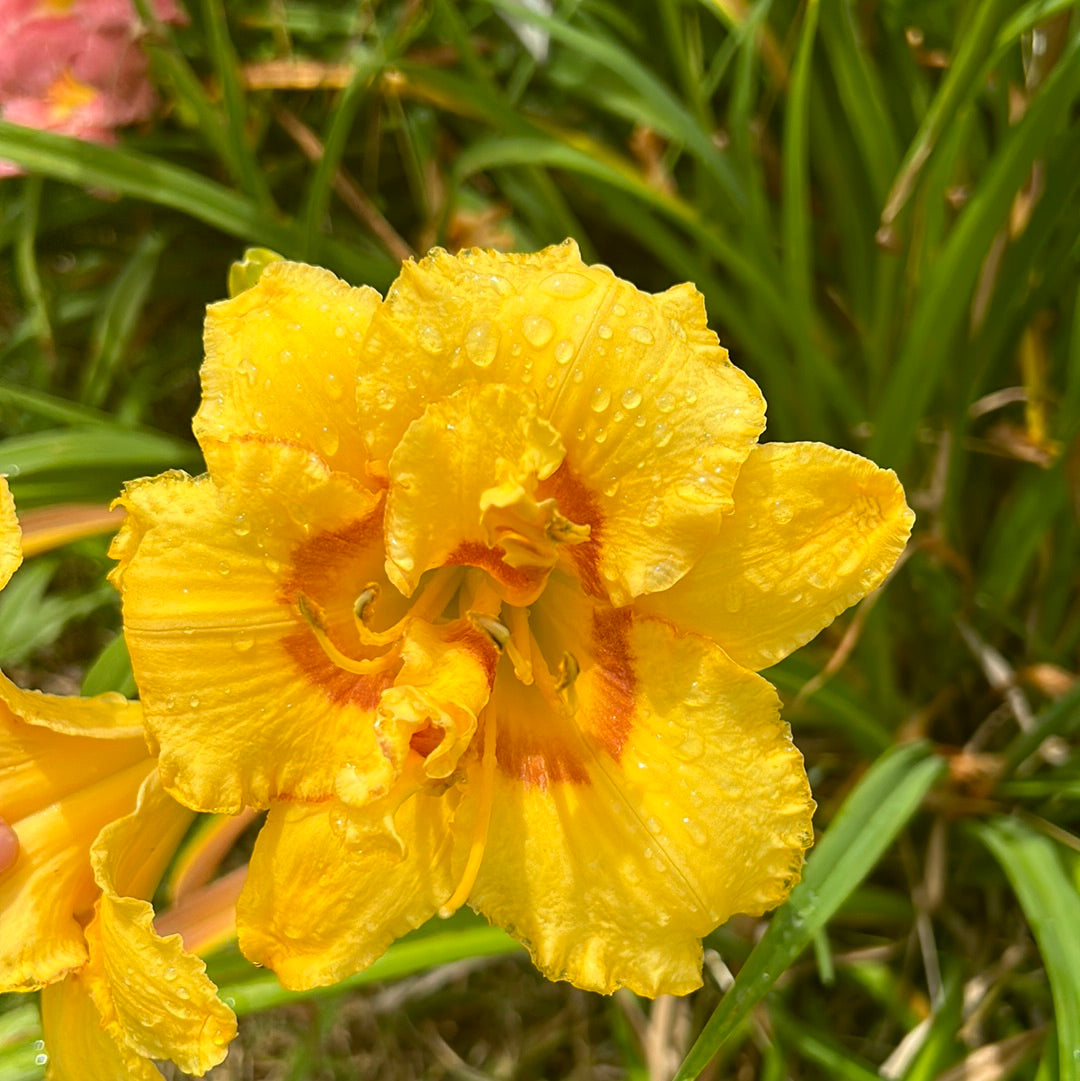 Heavenly fission, perennial Daylily