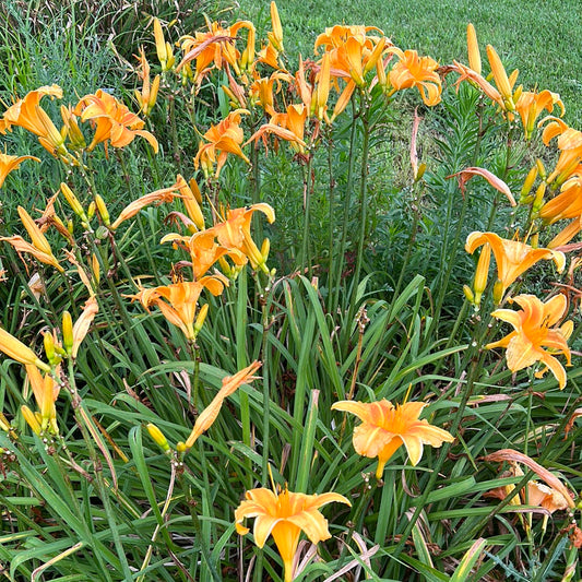 Orange velvet