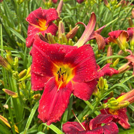 Mardi Gras dragon, perennial Daylily