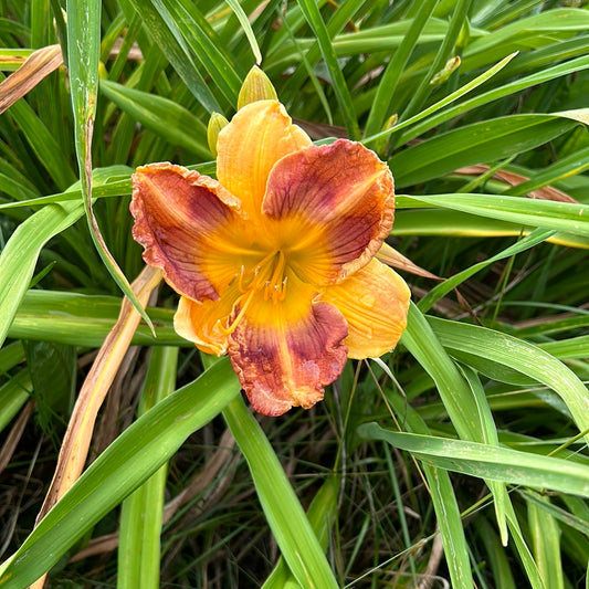 Switched at birth, perennial Daylily