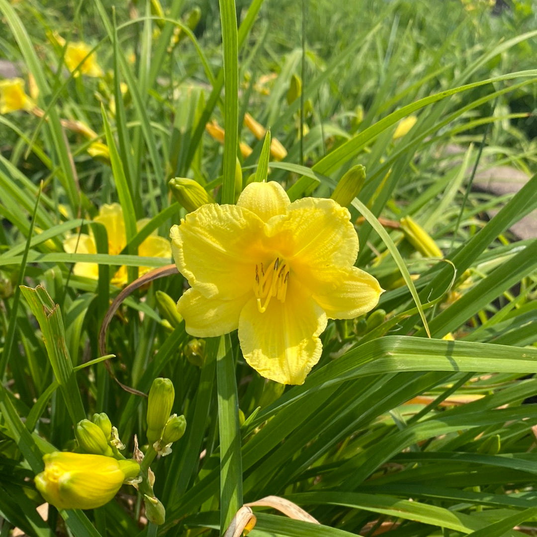 Happy Returns Perennial Daylily