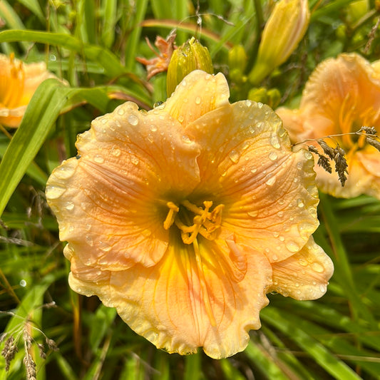 Brookwood pink frost, perennial Daylily