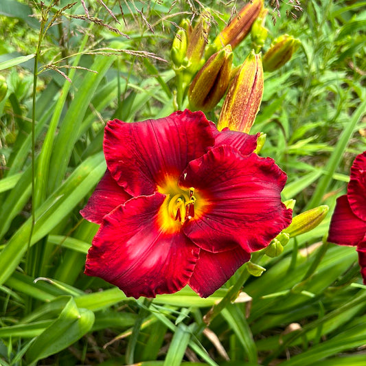 Ruby Grandeur, perennial Daylily