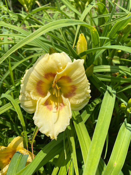 Jedi Tequila Sunrise Daylily Perennial Plant