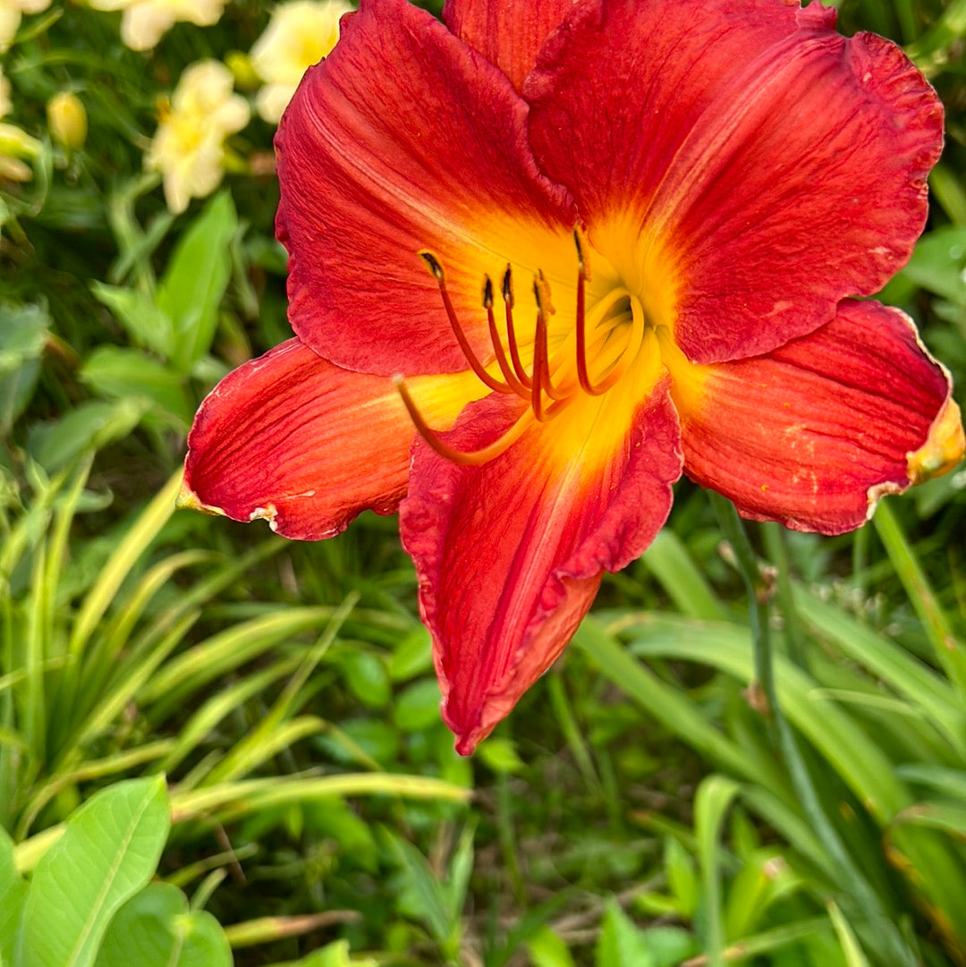 Red hawk, perennial Daylily