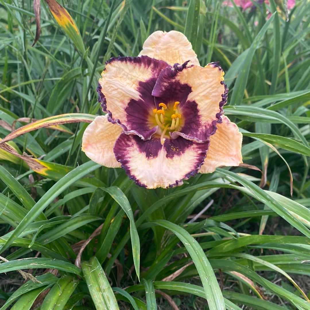 Special candy, perennial Daylily – Daylilies on the Prairie