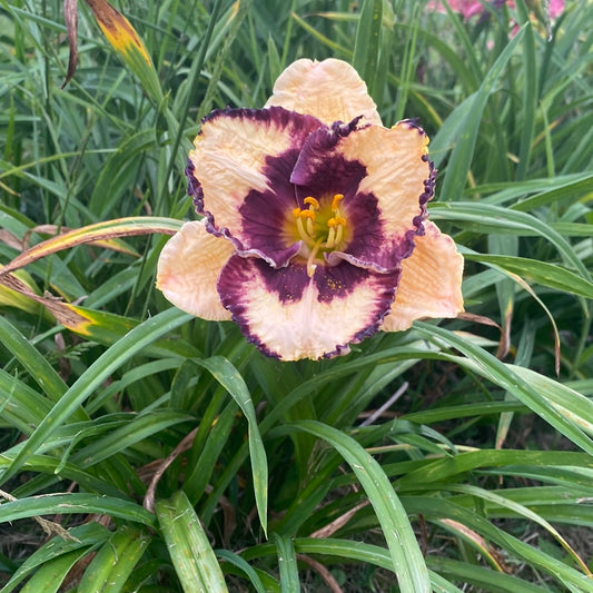 Special candy, perennial Daylily