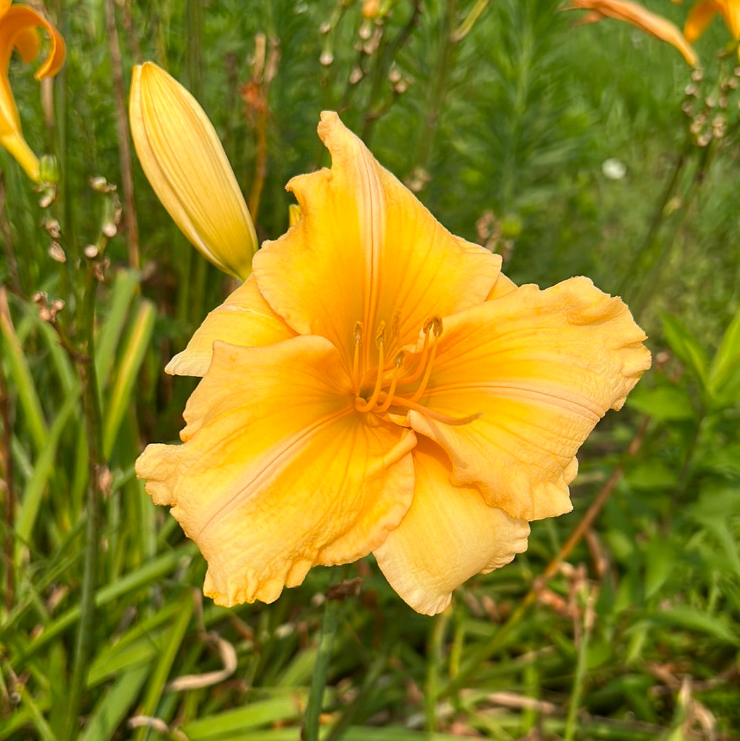 Orange velvet