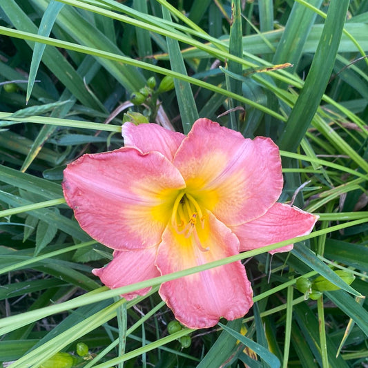 William Austin Norris, perennial Daylily