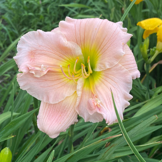 Barbara Mitchell , perennial Daylily