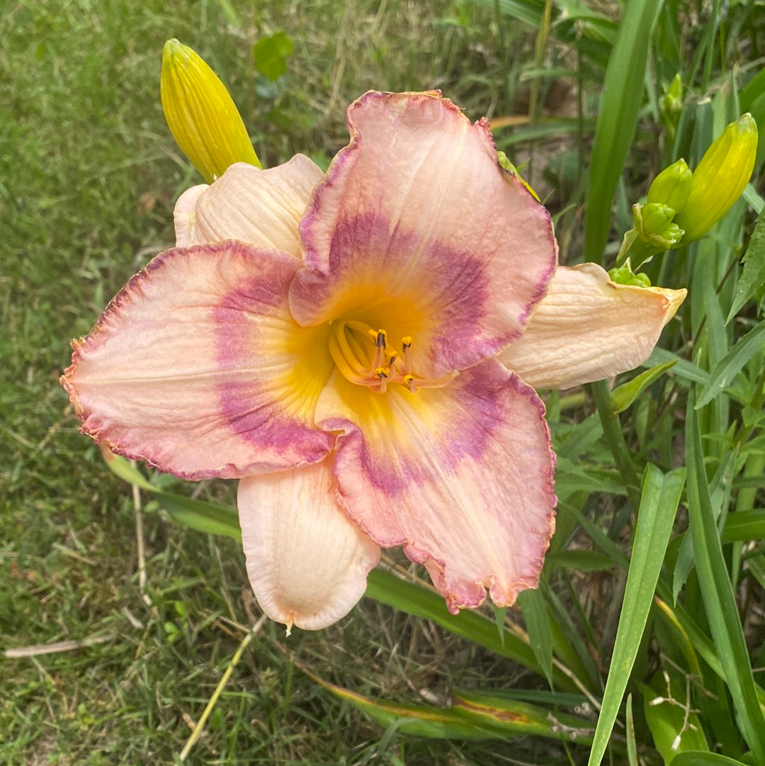 Pastel elegance, perennial Daylily