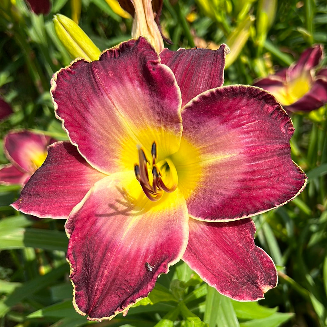 Lounge lizard, perennial Daylily