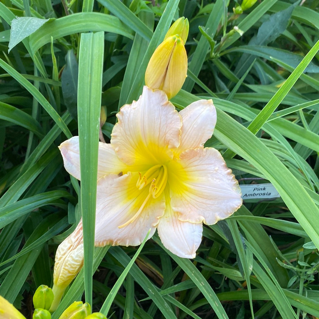 Pink ambrosia, perennial Daylily