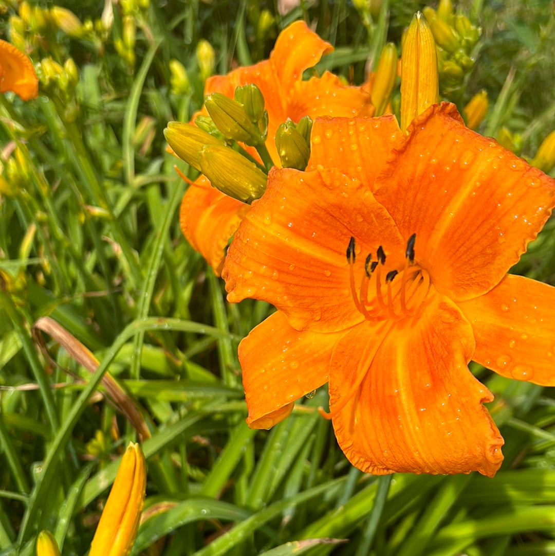 Rocket city, perennial Daylily