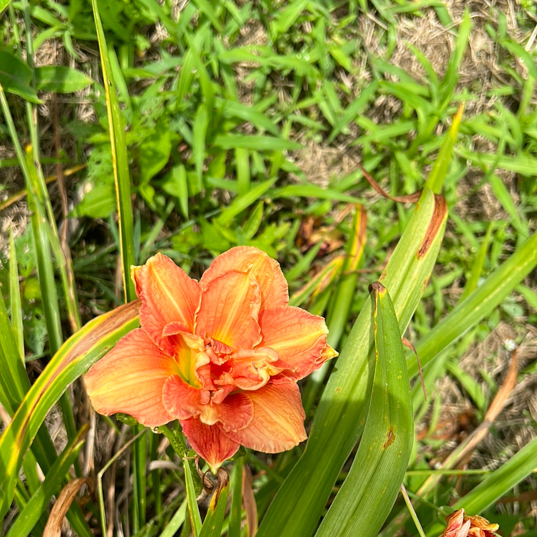 Marmalade cupcake, perennial Daylily