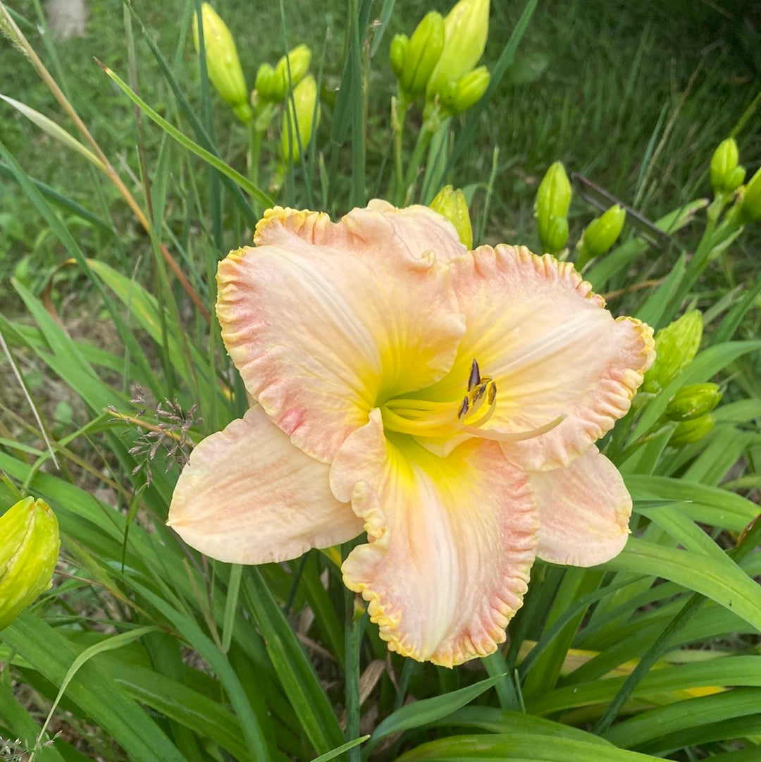 Kensington plantation, perennial Daylily